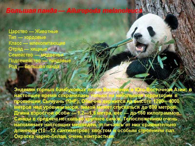 Большая панда — Ailuropoda melanoleuca  Царство — Животные Тип — хордовые  Класс